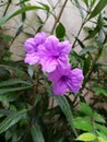 Purple waterkanon flowers