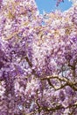 Purple Japanese Wisteria flowers in bloom against blue sky Royalty Free Stock Photo