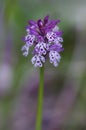 Closeup of purple and white wild orchid flower on blurred background Royalty Free Stock Photo