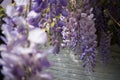 Closeup of purple white Wisteria flowers in front of white brick wall