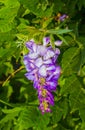 Closeup of purple wistaria flowers Royalty Free Stock Photo