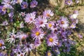 Closeup of purple wood asters, commonly known as the eurybia divaricata, in a hot summer field