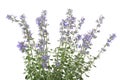 Closeup purrsian blue catmint nepeta faassenii periwinkle Royalty Free Stock Photo