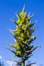 Closeup of Puya chilensis