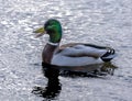 Closeup of a quacking mallard drake with iridescent green feathers