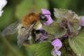 Closeup on a queen Brown banded bumblebee, Bombus pascuorum on a purple Archangel flower, Lamium purpureum Royalty Free Stock Photo