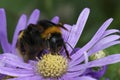 Closeup on a queen buff-tailed bumblbee, Bombus terrestris, sitting on blue Aster flower