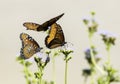 Closeup of Queen Butterflies flying and perched on flowers Royalty Free Stock Photo