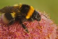 Closeup on a queen of  garden bumblebee or small garden bumblebee, Bombus hortorum Royalty Free Stock Photo