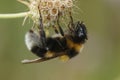 Closeup of a queen large garden or ruderal bumblebee bumblebee , Bombus rudateratus Royalty Free Stock Photo