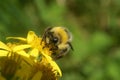 Closeup on a queen of the small garden bumblebee , Bombus hortorum on a yellow flower Royalty Free Stock Photo