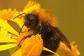 Closeup of a queen tree bumblebee, Bombus hypnorum queen drinking Royalty Free Stock Photo