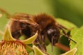 Closeup on a queen Tree bumblebee, Bombus hypnorum Royalty Free Stock Photo