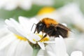 Closeup on a queen tree bumblebee, Bombus hypnorum sitting on a white flower Royalty Free Stock Photo