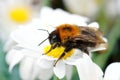 Closeup on a queen tree bumblebee, Bombus hypnorum sitting on a white flower Royalty Free Stock Photo