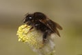 Closeup on a queen Tree bumblebee, Bombus hypnorum, on yellow pollen of blossoming Willow, Salix in the spring Royalty Free Stock Photo