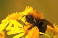 Closeup on a queen Tree umblebee, Bombus hypnorum sitting on a y Royalty Free Stock Photo