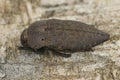 Closeup on a quite large brown mediterranean Jewel beetle , Capnodis tenebricosa, on wood Royalty Free Stock Photo