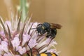 Closeup on a quite large mediterranean small carpenter bee, Ceratina chalcites on a pink Dipsacus flower Royalty Free Stock Photo