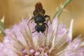 Closeup on a quite large mediterranean small carpenter bee, Ceratina chalcites on a pink Dipsacus flower Royalty Free Stock Photo