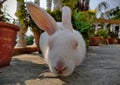 Closeup of A rabbit sitting on Roof Royalty Free Stock Photo