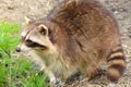 Closeup of Raccoon Royalty Free Stock Photo