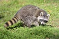 Closeup of Raccoon Royalty Free Stock Photo