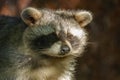 Closeup of a Raccoon with a dark background
