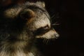 Closeup of a Raccoon with a dark background