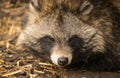 Closeup raccoon portrait Royalty Free Stock Photo