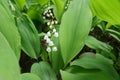 Closeup of raceme of white flowers of Convallaria majalis in May