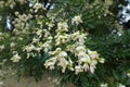 Closeup of raceme of white flowers of Sophora japonica Royalty Free Stock Photo