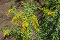 Closeup of raceme of yellow flowers of Solidago canadensis