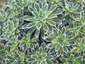 Closeup of radial green leaves of Saxifraga catalaunica