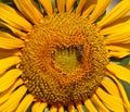 Closeup of a Radiant Sunflower Royalty Free Stock Photo