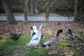 Closeup of a raft of ducks roaming in a park covered with autumn leaves next to a pathway and a pond