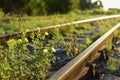 Closeup railroad track in a countryside, overgrown with grass, leads through the field. Low angle view. Green tourism