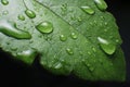 Closeup of rain drop on leafs Royalty Free Stock Photo