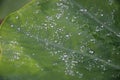 Closeup of rain droplets falling down to the Colocasia escilenta alocasia leaf or big taro leaf. Royalty Free Stock Photo