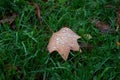 rain drops on autumnal tulip tree leaf on the floor in a public garden Royalty Free Stock Photo