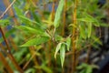 rain drops on bamboo leaves in pot Royalty Free Stock Photo