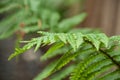 rain drops on fern leaves in the public garden Royalty Free Stock Photo