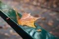 rain drops on maple leaf on metallic fence in public Royalty Free Stock Photo