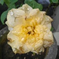 Closeup of rain drops in petals of yellow rose flower blooming in the garden, nature photography, gardening background, fresh farm Royalty Free Stock Photo