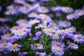 rain drops on purple daisies in a public garden Royalty Free Stock Photo