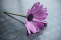 rain drops on purple daisy on table Royalty Free Stock Photo