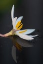 Closeup of a rain lily flower with white petals and bright yellow stamens Royalty Free Stock Photo