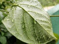 Closeup rain water droplets on a green leaf Marco shot . Royalty Free Stock Photo