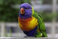 Closeup of a rainbow Loriini sitting on a wooden plank under the sunlight with a blurred background Royalty Free Stock Photo