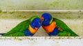 Closeup of a rainbow lorikeet couple preening each other, Typical bird behavior, Tropical animal specie from Australia Royalty Free Stock Photo